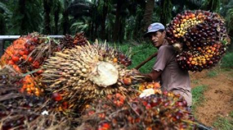 Pekan Ini Harga TBS Kelapa Sawit Riau Alami Kenaikan Tertinggi Kanal Sumatera