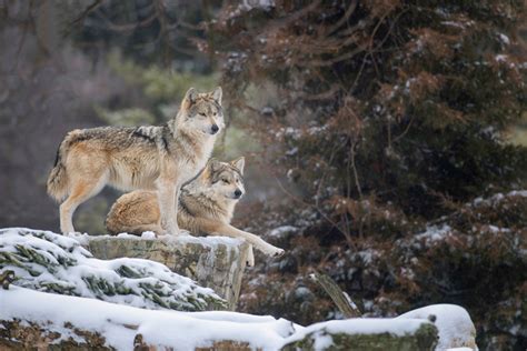 Feds Plan To Release Wolves In New Mexico Gohunt