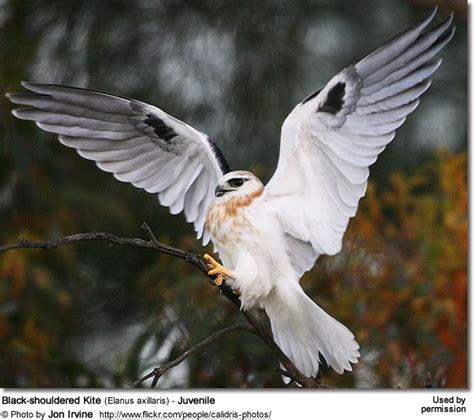 South carolina department of natural resources 1000 assembly street columbia, south carolina 29201 Birds of Prey / Raptors