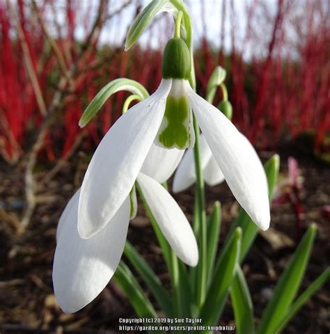 Snowdrops Plant Care And Collection Of Varieties