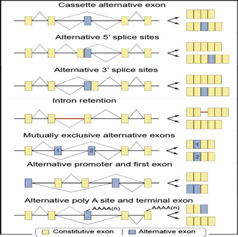 types of alternative splicing the types of alternative splicing download scientific diagram