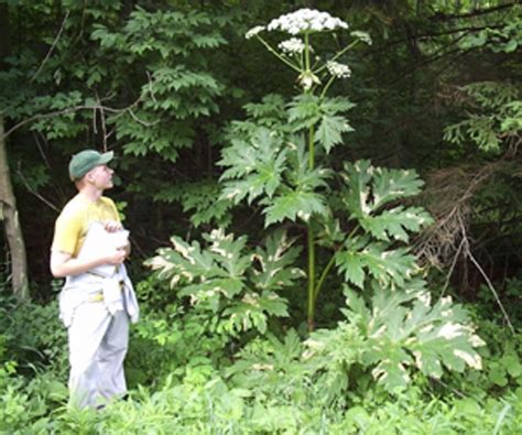 Dangerous Plant Giant Hogweed Heres What You Need To Know Earth