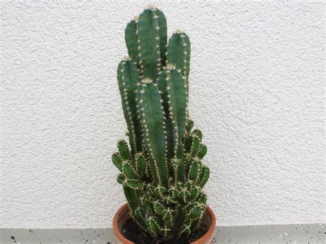 There is an exception — one of the. Cereus repandus Florida | Cactus, Cacti and succulents ...