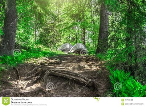 Path In A Fairy Forest With Tree Roots Thick Tree Crowns