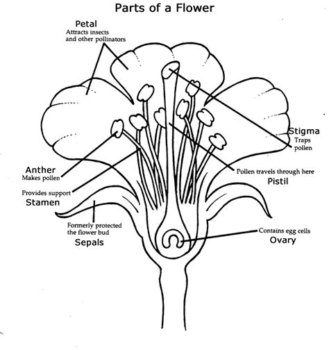 Journey North International Plant Study