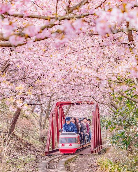 Japanese Town Of Kawazu Experiences Beautiful Cherry Blossoms Early
