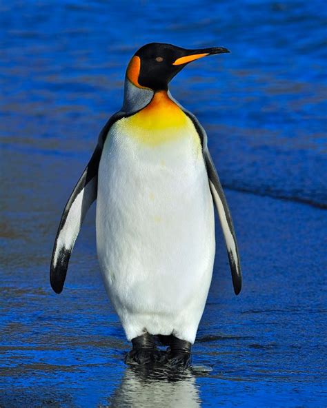 Images Of South Penguin Japaneseclassjp