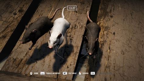 Far Cry Rats Youtube