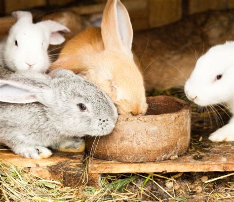 Rabbits Hutch Stock Image Image Of Housing Offspring 25182981