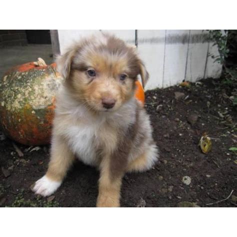 I've already found a new home. 11 Very Nice 6 Week Old Australian Shepherd Puppies in ...