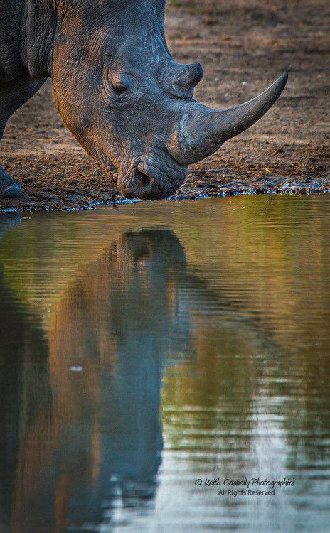 Pin By Leah Newkirk On Rhinoceros In 2020 South Africa Wildlife