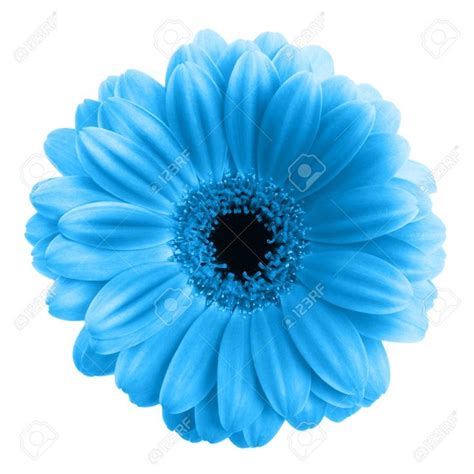 Blue Gerbera Flower Isolated On White Background Stock Photo 34240514