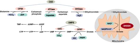 Pyrimidine De Novo Biosynthesis Pathway Download Scientific Diagram