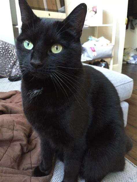 Black Male Cat Missing In Loughton Essex In Loughton Essex Gumtree