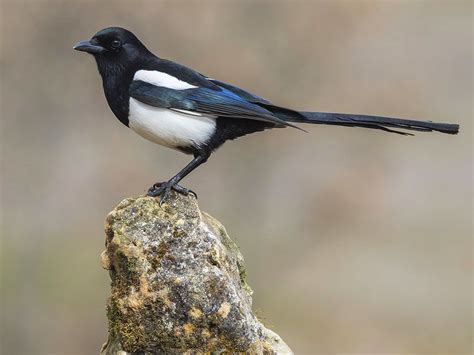 Eurasian Magpie A True Bird Brain