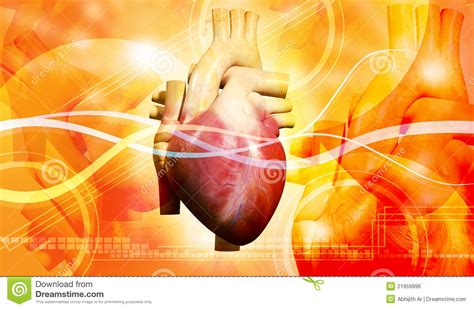 Coeur humain illustration stock. Illustration du anatomie - 21959996