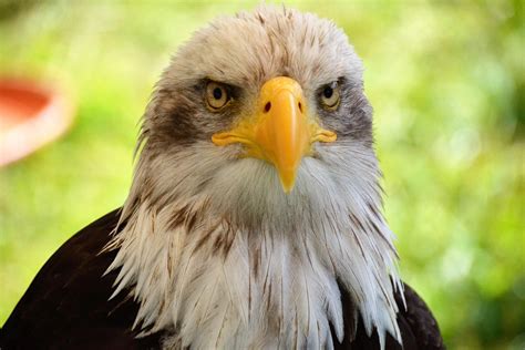 Ninth Circuit Offers No Help To Sonoran Bald Eagle