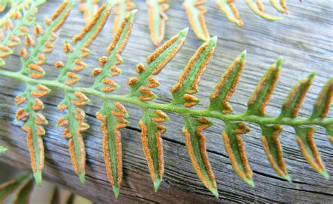 How to collect and clean fern spores - The British Pteridological Society