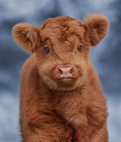 Fluffy Baby Cow Raww