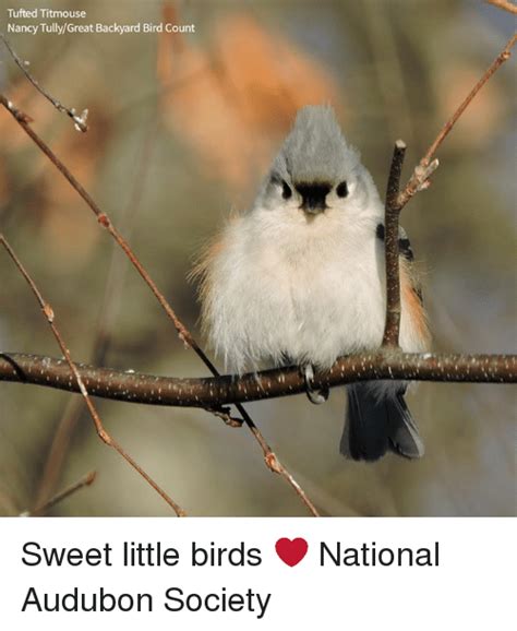 Download Tufted Titmouse Svg For Free Designlooter 2020 👨‍🎨
