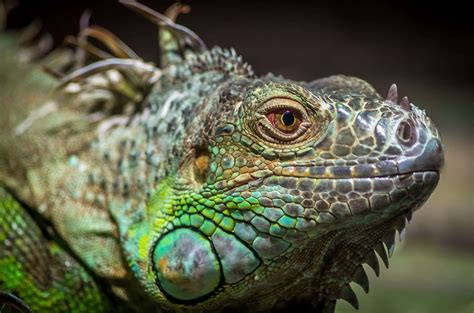 Green Iguana Habitat Diet And Reproduction Sydney