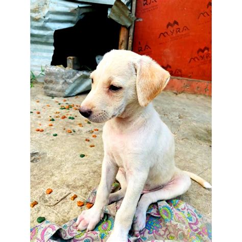 Goofy 45 Days Old Indie Puppy For Adoption In Pune Adopt Dog