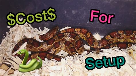 It may be tempting to cut costs here, but don't forget to. How Much it Costs to Buy and Care for a Corn Snake! - YouTube