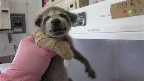 Baby Raccoon Injured By Chainsaw Is Determined To Return To The Wild