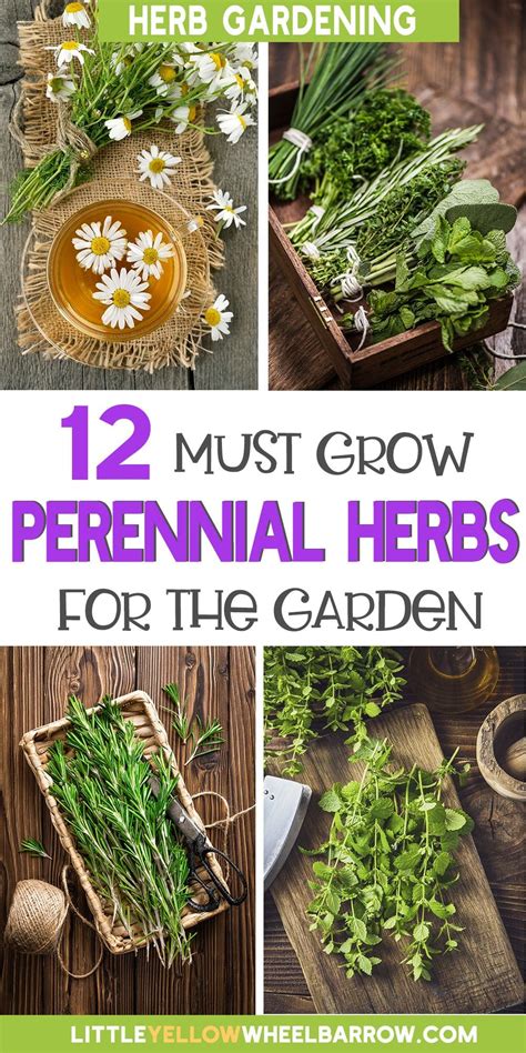 Ever Wonder Which Herbs Are Perennial These 12 Must Grow Perennial
