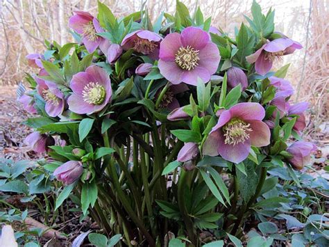 Analysis of the dna contents in helleborus species supported the previously suggested classification of the genus into six. 'Helleborus/Hybridus Pink Lady' Plant in a 17 cm Pot ...