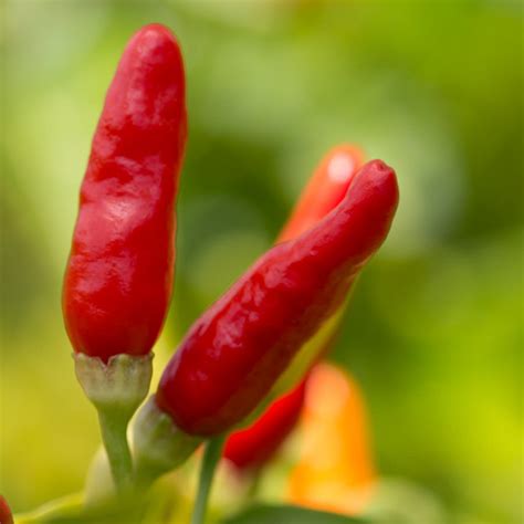Hawaiian Chili Pepper Seeds Capsicum Fruitescens 25 Seeds Etsy