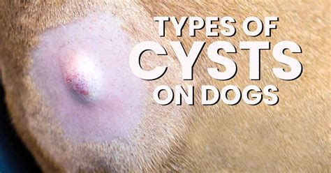 Types Of Cysts On Dogs Dogs Naturally
