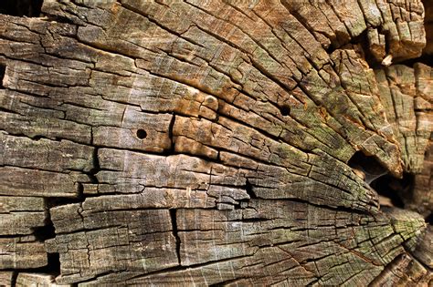 Cut Wood Texture Free Stock Photo Libreshot