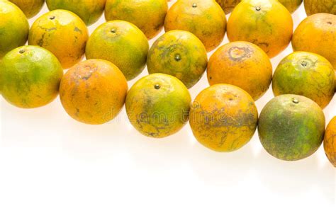 Orange Fruit Stock Image Image Of Juicy Oranges Fresh 88244269