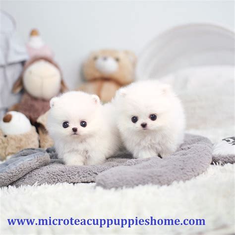 Beautiful, healthy teacup maltipoo for sale! Micro Teacup Puppies For Sale | From Top Breeder - The ...