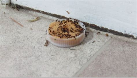 There's no need to spend a lot for sprays made. How to Make an Ant Trap - Instructables