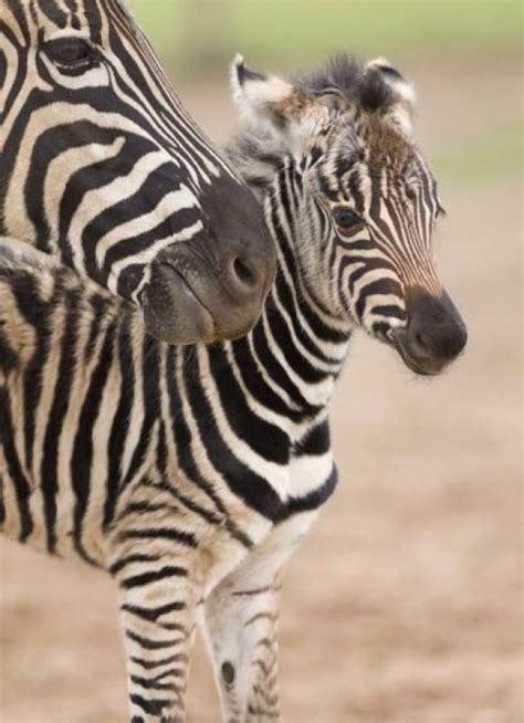 Tiny Stripes Cutest Paw Baby Zebra Zebra Animals Beautiful