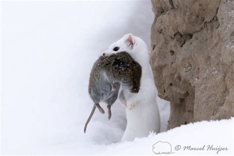 Marcel Huijser Photography Long Tailed Weasel With Vole Yellowstone