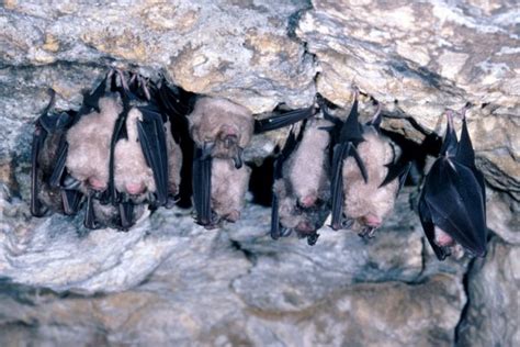 Uk Bats Types Of Bats Bat Conservation Trust