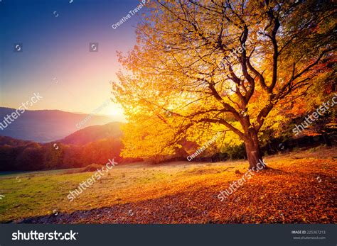 Majestic Alone Beech Tree On A Hill Slope With Sunny Beams At Mountain