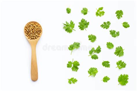 Fresh Coriander Leaves With Seeds On White Stock Image Image Of Leaf