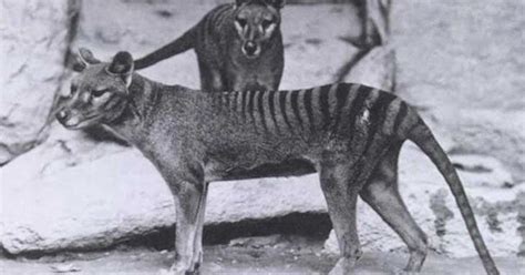 ¿sabías Que Conoce Los 120 Animales Extintos En El Último Siglo
