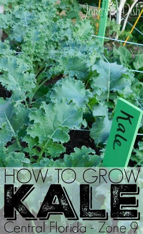 In north and central florida, it's better to fertilize only during the growing season—during the spring, summer, and fall. Beginner's Guide On How To Grow Kale (Central Florida ...