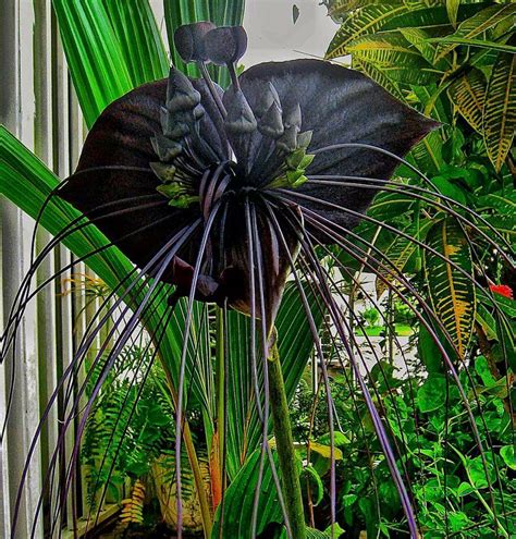 Very Rare Black Orchid Rpics