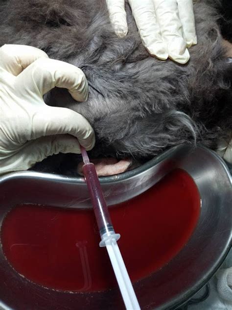 Hamid arshat petua ini dikongsikan oleh dr hamid arshat, doktor pakar sakit puan yang tak asing lagi di malaysia. Elakkan Makanan Warna-Warni Untuk Kucing, Mungkin Berisiko ...