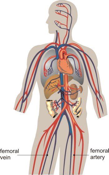 Femoral Blood Vessels (Artery and Vein), Anatomy, Pictures | Healthhype.com