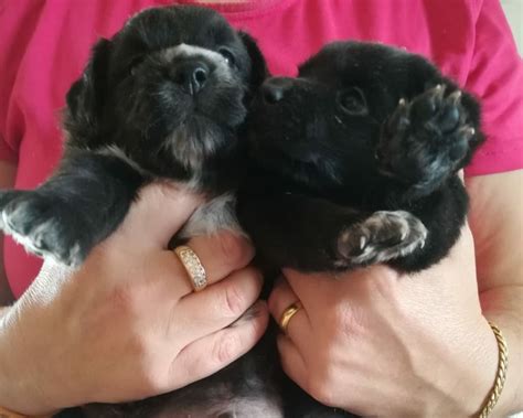 Dove potete trovare un cagnolino più bello di toby incrocio volpino cerca casa. Vercelli: REGALO CANI: #regalo #cuccioli #cani #vercelli ...