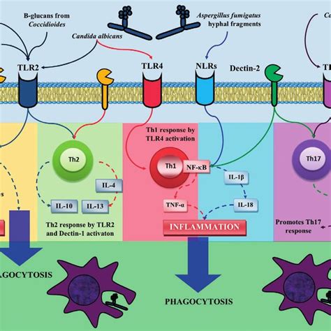 Pdf Physiology And Pathology Of Innate Immune Response Against Pathogens