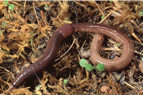 Earthworm Infestation In Lawn Here Is What To Do Next