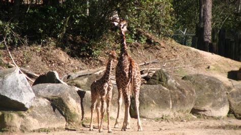 Riverbanks Zoo Welcomes Baby Giraffe
